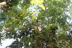 Ixora brachiata